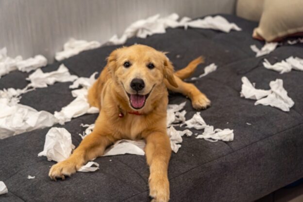 Why Does My Dog Eat Tissues? 3 Likely Reasons