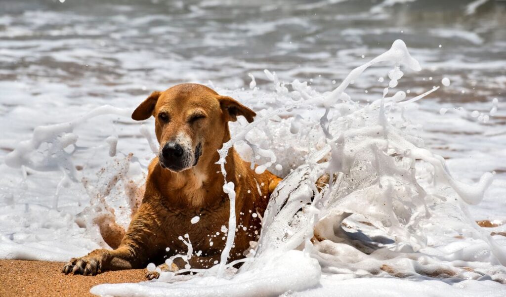 5 pericoli dell’estate per il cane: come proteggerlo al meglio
