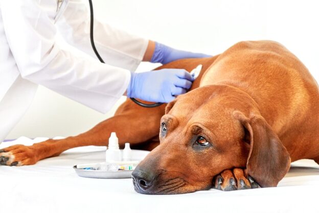 <div>Diabetes in Dogs: Signs, Causes & Care (Vet Answer)</div>