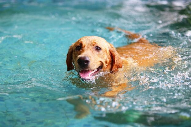 <div>Do Dogs Naturally Know How to Swim? Breeds, Tips & FAQs</div>