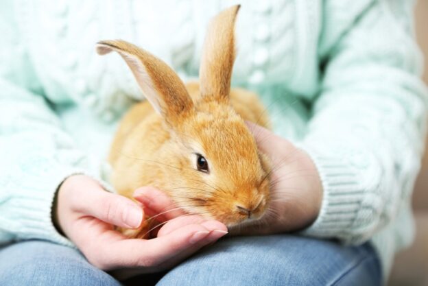 Does a Pet Rabbit Bite? 5 Possible Reasons For This Behaviour