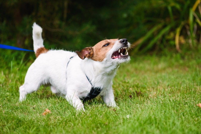 How to Overcome a Fear of Dogs: 6 Steps to Follow