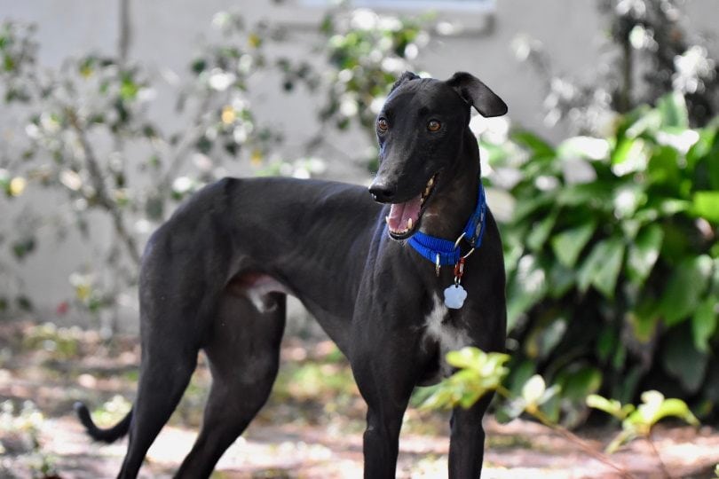 <div>National Greyhound Day 2023: When It Is & How Its Celebrated</div>