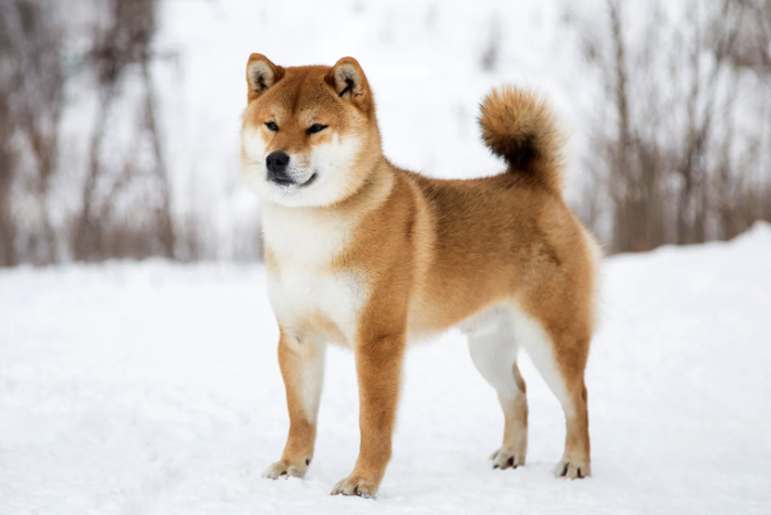 Shiba Inu Price Prediction: SHIB Dips 22% In a Week – Time for Investors to Hold or Fold?