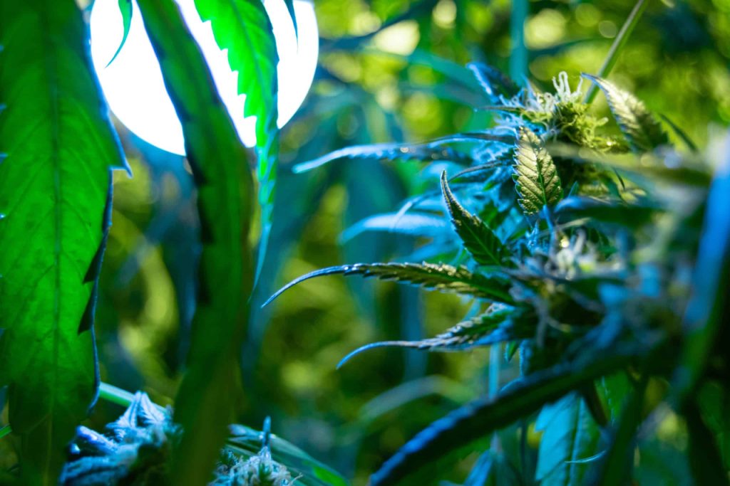 Growing Weed With LEC Lights