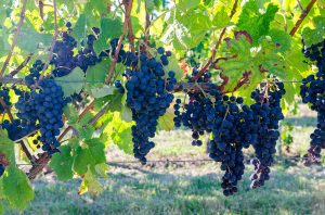 French government to spend €200m destroying surplus wine
