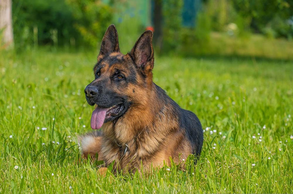<div>German Shepherd Day 2023: What It Is & When It’s Celebrated</div>