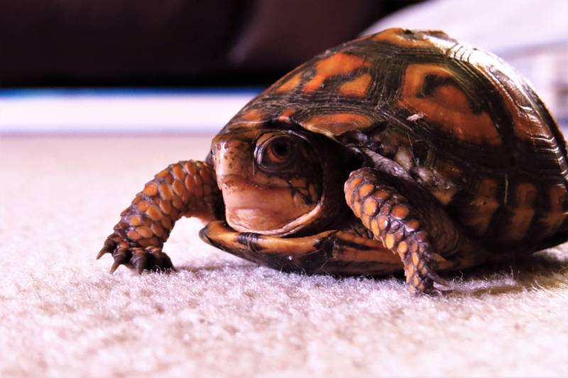 <div>Do Turtles Get Cold? Vet-Reviewed Facts & FAQ</div>