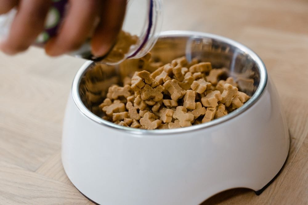 <div>TBHQ in Dog Food: Vet-Approved Feeding & Safety Facts</div>