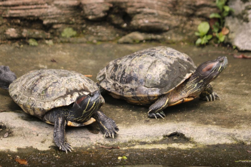 <div>Are Turtles Social Animals? Reasons, Facts, & FAQ</div>