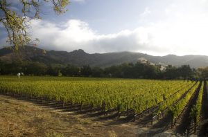 Stags Leap District 2020: The top Cabernets from this Napa AVA