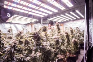 High Pressure Sodium (HPS) Lights For Growing Weed