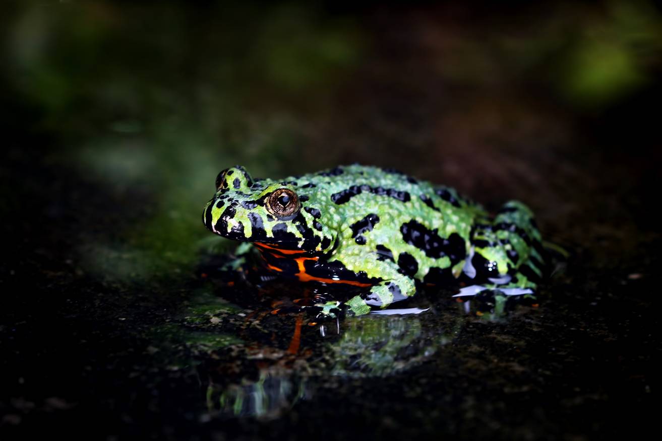 <div>Can Frogs and Turtles Live Together? Vet-Reviewed Risks & Safety Tips</div>