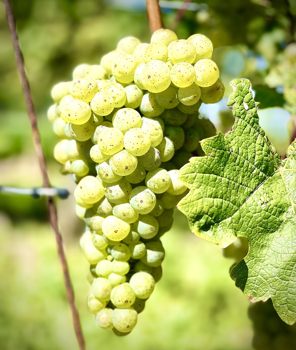 As harvest looms in Niagara, a bumper crop of wines coming to Vintages