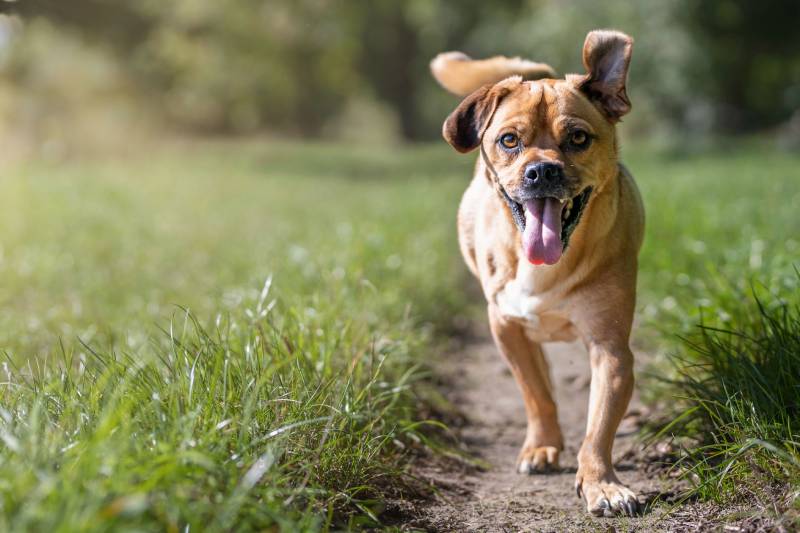 Do Dogs Need to Go Outside? 5 Reasons to Get them Outdoors