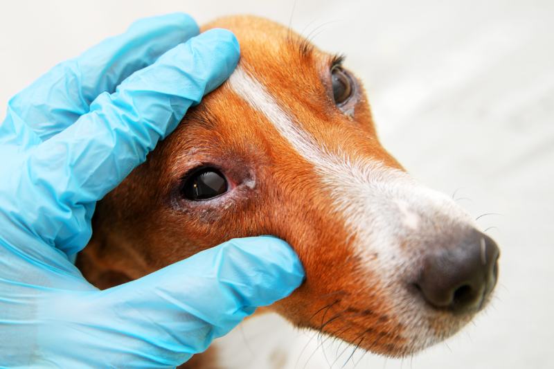 <div>Is Dog Conjunctivitis an Emergency? Vet Approved Facts & Signs</div>