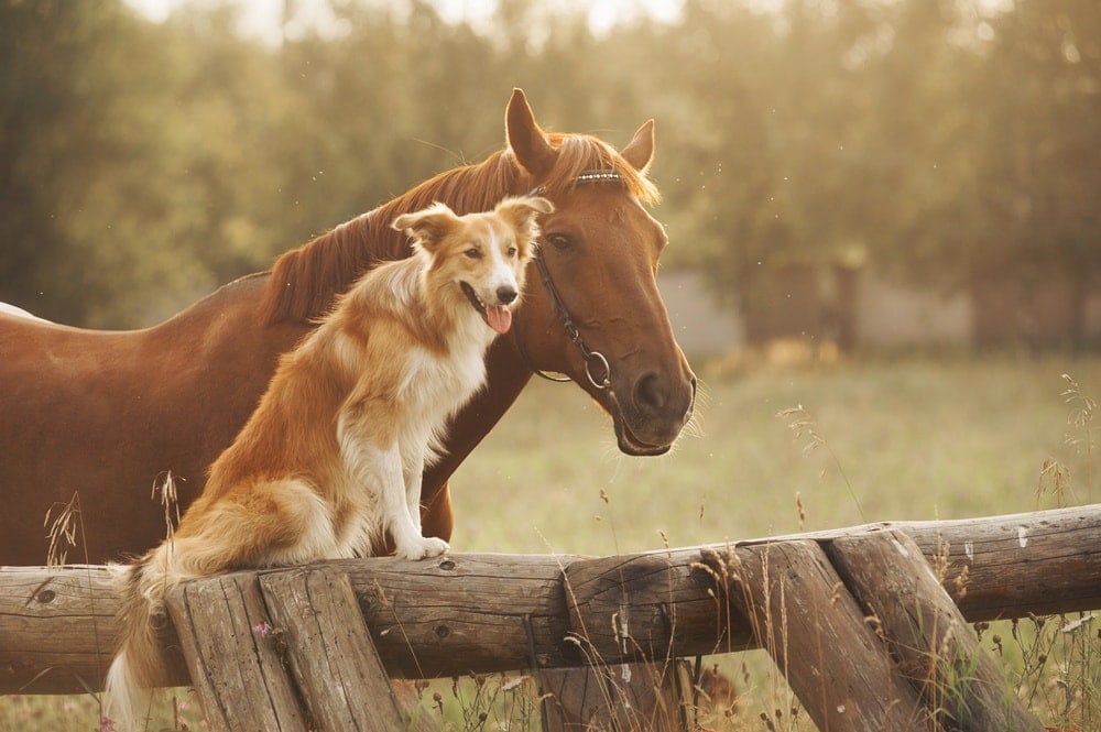 210+ Western Dog Names: Adventurous Country Cowboy Ideas