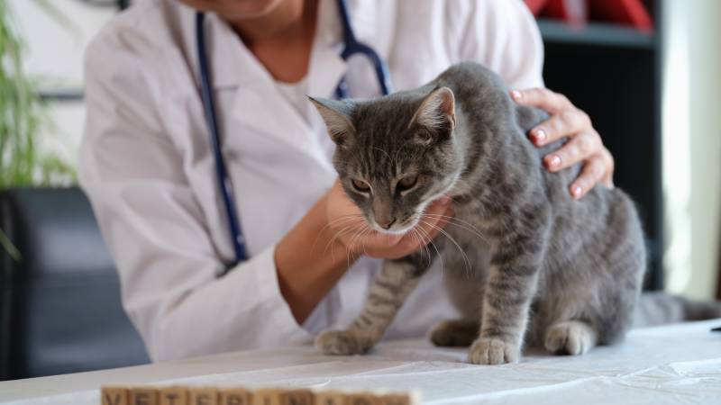 <div>Cardiomyopathy In Cats: Vet-Explained Signs, Causes, & Treatment</div>