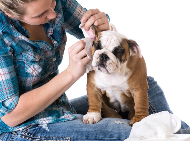 <div>8 Best Ear Wipes for Dogs in 2023 – Reviews & Top Picks</div>