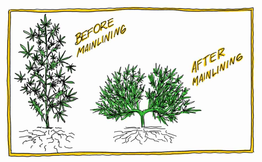 Mainlining Cannabis Plants