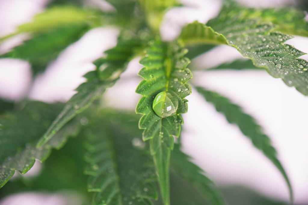 Stop Overwatering Cannabis Plants Now! Find out How to Treat Overwatered Cannabis