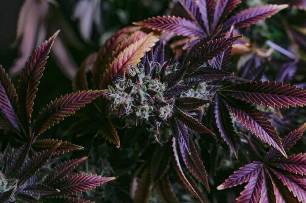Cannabis Purple Stems