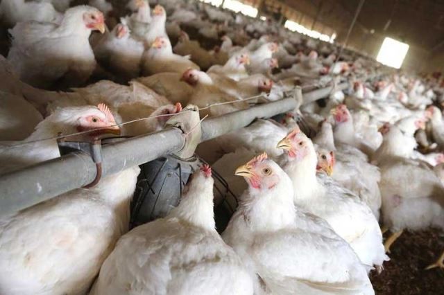 Philippines temporarily prohibits Japanese poultry imports