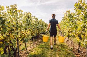 Chapel Down upbeat as English sparkling sales outpace Champagne