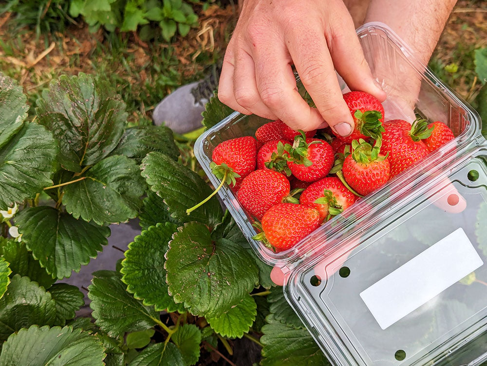 Naturipe Bacchus Marsh: Go Strawberry Picking For a Fruitful Day Out