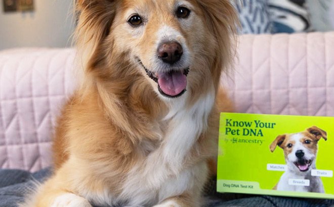 FREE Ancestry Dog DNA Kit ($99 Value) with BarkBox Subscription!