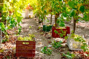 Climate change could make 70% of global wine regions unsuitable for grape growing