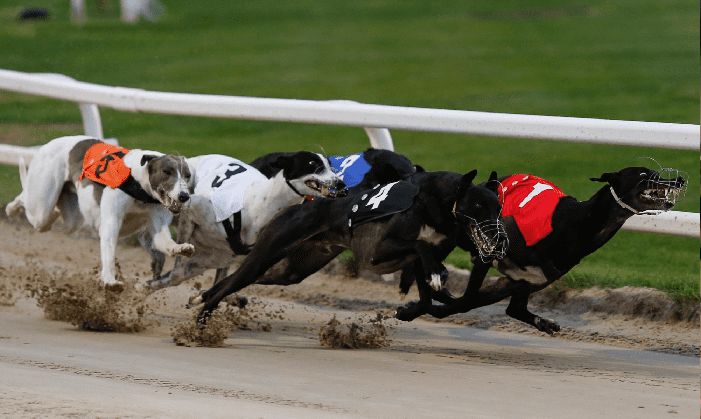 Best Greyhound Tipster 2024 – £31,910 Profit!