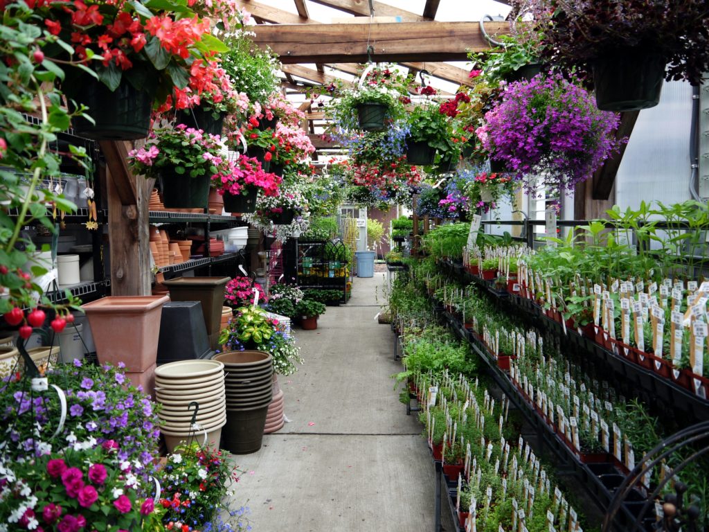 Where to get the best deals on plants and flowers