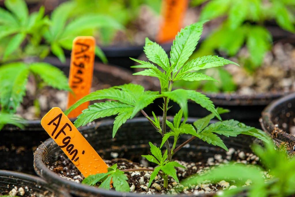 Watering Cannabis Seedlings: Day by Day Schedule