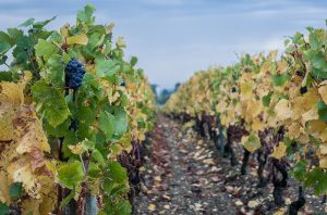 <div>Burgundy wine stocks rise after ‘generous’ 2023 vintage</div>