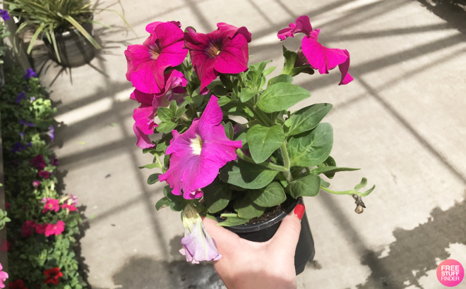 FREE Lowe’s Annual Flowering Plant (Today Only!)